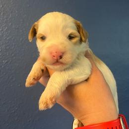 Luigi-Green - Yellow and white male Bernedoodle puppy in Casper, Wyoming from 307 Doodles