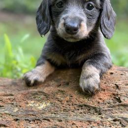 Dachshund Puppies from Memaw’s Minis Babies Doxies