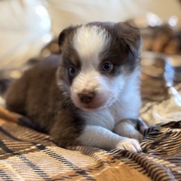 Red - Red tri male Miniature Australian Shepherd puppy in Arizona from Country Charm Mini Aussies