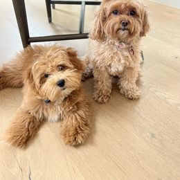 Maltipoo All Grown Up from Maltipoo FurBabies