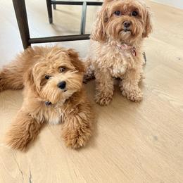 Maltipoo All Grown Up from Maltipoo FurBabies
