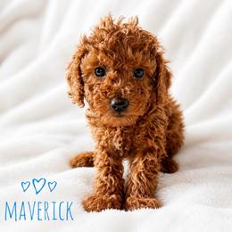 Maverick - Red  male Poodle puppy in Warrensburg, Missouri from Supreme Doodles