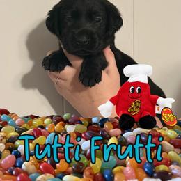 Tutti Frutti - Black female Labrador Retriever puppy in Water Valley, Mississippi from Three Lakes Labs & WHDs