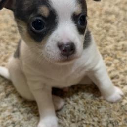 Danny - Black and white male Chihuahua puppy in Amity, Pennsylvania from Rhoda and Verna