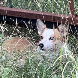 DJ - Pembroke Welsh Corgi