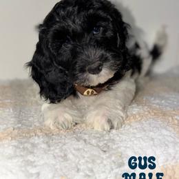 Gus - Black male Australian Labradoodle puppy in Beecher, Illinois from Erica’s Doodles