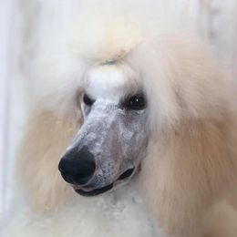 Valerie - Poodle