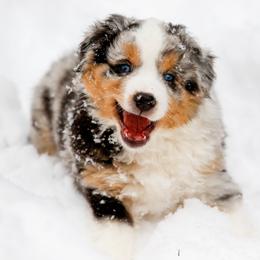 Miniature American Shepherd Puppies from Stones River Mini American Shepherds