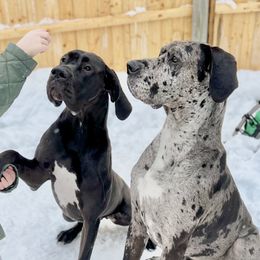 French Bulldogs and Great Danes from The Great French ( Great Danes + Frenchies )