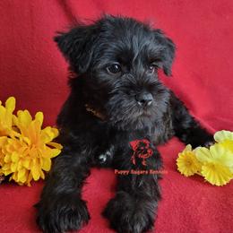 Boy 2 - male Miniature Schnauzer puppy in Fairhope, Alabama from Puppy Sugars Kennels
