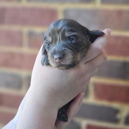 Han- AKC - Gray (blue) and tan male Dachshund puppy in Loganville, Georgia from Royal Dackel Haus