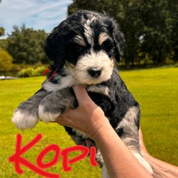 Kopi - Tri-color male Bernedoodle puppy in St. James, Missouri from Backwoods Bernedoodles