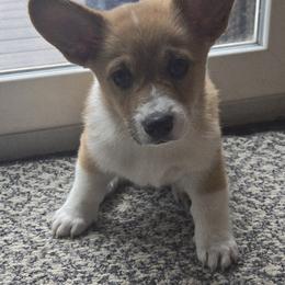 Dakota - Red female Pembroke Welsh Corgi puppy in Warners, New York from Stone Cottage Corgis of New York