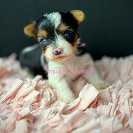 Girl 2 - Black tan and white female Biewer Terrier puppy in Lathrop, California from Forever Charmed