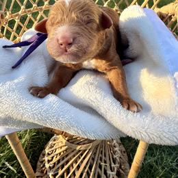 Carmel - Red  female Goldendoodle puppy in Battleground, Washington from Doodles Delight PNW