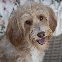 Tawny - Bernedoodle