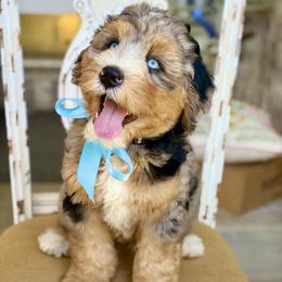 Hickory - Blue merle male Bernedoodle puppy in Mapleton, Utah from Natural Doodle Life