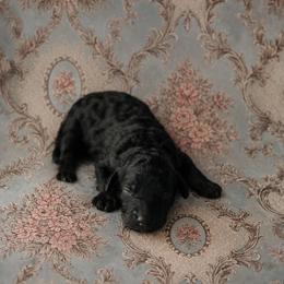 Simon - Black tri-color male Aussiedoodle puppy in Inman, South Carolina from Dark Corner Doodles