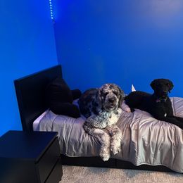 Labradoodle and Saint Berdoodle Puppies from ProAct Canines