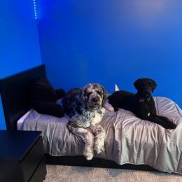 Labradoodle and Saint Berdoodle Puppies from ProAct Canines