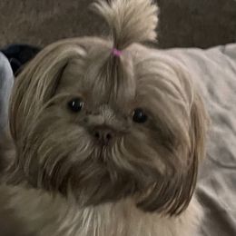 Honey - Shih Tzu
