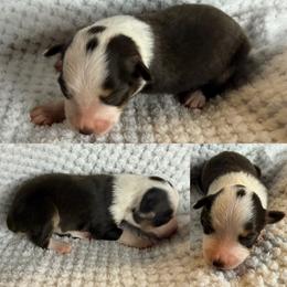 Red tri female - Red tri female Toy Australian Shepherd puppy in Brooker, Florida from Honey, I Shrunk the Aussies