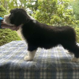 Bearded Collie and Border Collie Puppies from Beloved Bearded & Border Collies