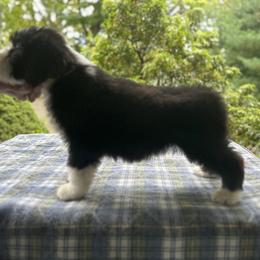 Bearded Collie and Border Collie Puppies from Beloved Bearded & Border Collies