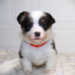 AKC Orange ID Girl - Black and tan female Pembroke Welsh Corgi puppy in Ash Flat, Arkansas from Arkansas Corgis