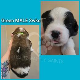 Green MALE - White and brown male Saint Bernard puppy in Kaukauna, Wisconsin from Holtz Family Saints