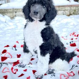 Hemlock - Parti male Poodle puppy in Wilkes Barre, Pennsylvania from Apricity Poodles