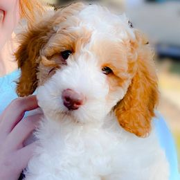 Australian Labradoodle Puppies from Strawberry Fields Labradoodles