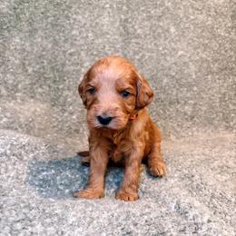 F1B Goldendoodle Coral - Red  female Goldendoodle puppy in Redding, California from Casa Delarosa Collective Poodles & Doodles
