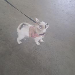 Chihuahua and Japanese Chin Puppies from Gift of Gods Favor