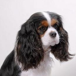 Cavalier King Charles Spaniels from Mandaryn Cavaliers and French Bulldogs