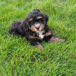 Tia - Tri-color female Bernedoodle puppy in East Earl, Pennsylvania from Mountainside Puppies