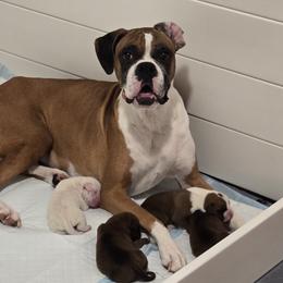 Boxer Puppies from Bayla Belle & Blossom's Boxers