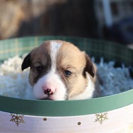 Taco - Sable male Pembroke Welsh Corgi puppy in Butte Meadows, California from Julia's Pembroke Welsh Corgis