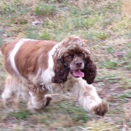tag - Cocker Spaniel