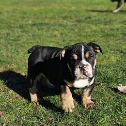 Skippy - Black tri-color male Bulldog puppy in Lake Stevens, Washington from Washington Bulldogs
