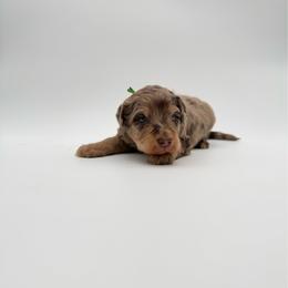 Manny- Green - Brown merle male Aussiedoodle puppy in West Monroe, Louisiana from Diamond M Poodles and Doodles