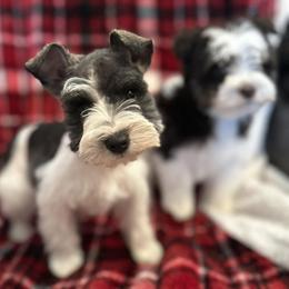Miniature Schnauzers from Enchanted Paws