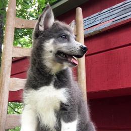 Pomsky Puppies from Brent Bauer