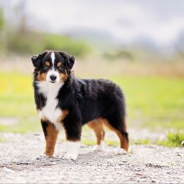 Ravioli - Miniature American Shepherd