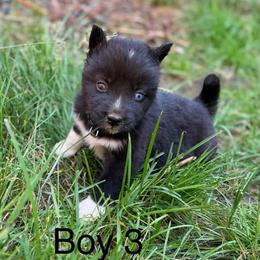 Boy 3 - Black male Siberian Husky puppy in Everett, Washington from Addison Grove Huskies