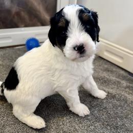 Snow Moon - Tri-color female Bernedoodle puppy in Henrico, Virginia from Paws 4 Doodles, LLC