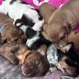 Dachshund puppies from KJ Kennels of NJ