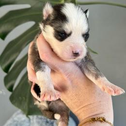 Helio - Black and white male Pomsky puppy in Boonville, Indiana from Elysian Pomskies