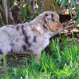 Australian Shepherd Puppies from Dream E River Ranch