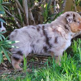 Australian Shepherd Puppies from Dream E River Ranch